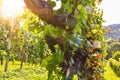 Red wine: Vine with grapes just before harvest, Cabernet Sauvignon grapevine in an old vineyard near a winery Royalty Free Stock Photo