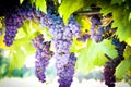 Red wine vineyard Royalty Free Stock Photo