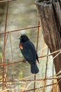Red-wined blackbird perched on fence.