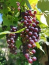 Red wines grapes on branch