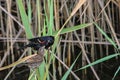 Red Wing black bird pair in the reeds. Location Marshy Point Nature Center Middle River Maryland Royalty Free Stock Photo