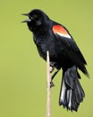 Red Wing Blackbird