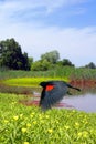 Red Wing Blackbird in Flight Royalty Free Stock Photo