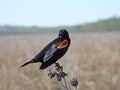Red Wing Blackbird male in wetland marsh Royalty Free Stock Photo