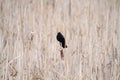 An red wing blackbird perched on a bullrush