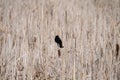 An red wing blackbird perched on a bullrush