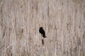 An red wing blackbird perched on a bullrush