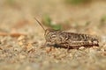 Red wing locust Oedipoda germanica Royalty Free Stock Photo