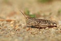 Red wing locust Oedipoda germanica