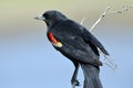 Red-winged Black Bird