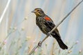 Red-winged Black Bird