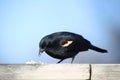 Red winged black bird