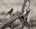 Red Winged Black Bird photo. Baby bird. Image. Picture. Portrait. Perched on stump. Blur background. Royalty Free Stock Photo