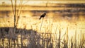 Red winged black bird on Bulrush Royalty Free Stock Photo