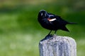 A Red Winged Black Bird on a Fence Post