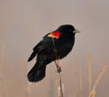 Red Winged Black Bird