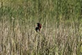 Red Winged Black Bird Landed On Grass Reed