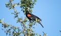 Red winged black bird on a limb
