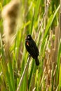 Red-winged black bird in long grass