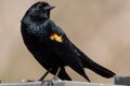 Red Winged Black Bird Posing