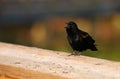 Red winged black bird