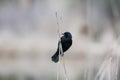 Red winged black bird on the tall plant