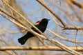 Red-winged Blackbird