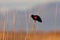 Red-Winged Blackbird Royalty Free Stock Photo