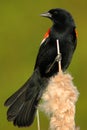 Red-winged Blackbird