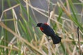 Red-winged Blackbird Royalty Free Stock Photo