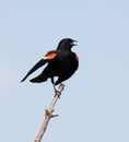 Red-winged Blackbird