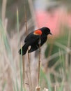 Red-winged Blackbird Royalty Free Stock Photo