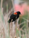 Red-winged Blackbird