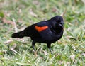 Red-winged blackbird adult male chirping on grass Royalty Free Stock Photo