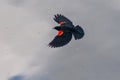 Red-winged Blackbird in Flight Royalty Free Stock Photo