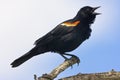 Red winged blackbird (Agelaius phoeniceus Royalty Free Stock Photo