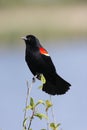 Red winged blackbird (Agelaius phoeniceus)