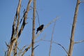 Red-winged Blackbird (Agelaius phoeniceus) along hiking trail at Bear Creek Royalty Free Stock Photo