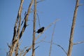 Red-winged Blackbird (Agelaius phoeniceus) along hiking trail at Bear Creek Royalty Free Stock Photo