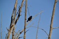 Red-winged Blackbird (Agelaius phoeniceus) along hiking trail at Bear Creek Royalty Free Stock Photo