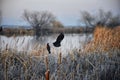 Red winged blackbird Agelaius phoeniceus close up in the wild in Colorado is a passerine bird of the family Icteridae found in m Royalty Free Stock Photo