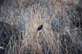 Red winged blackbird Agelaius phoeniceus close up in the wild in Colorado is a passerine bird of the family Icteridae found in m Royalty Free Stock Photo