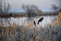 Red winged blackbird Agelaius phoeniceus close up in the wild in Colorado is a passerine bird of the family Icteridae found in m