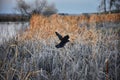 Red winged blackbird Agelaius phoeniceus close up in the wild in Colorado is a passerine bird of the family Icteridae found in m Royalty Free Stock Photo