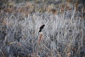 Red winged blackbird Agelaius phoeniceus close up in the wild in Colorado is a passerine bird of the family Icteridae found in m