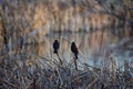 Red winged blackbird Agelaius phoeniceus close up in the wild in Colorado is a passerine bird of the family Icteridae found in m Royalty Free Stock Photo