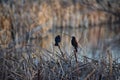 Red winged blackbird Agelaius phoeniceus close up in the wild in Colorado is a passerine bird of the family Icteridae found in m Royalty Free Stock Photo