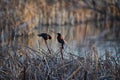 Red winged blackbird Agelaius phoeniceus close up in the wild in Colorado is a passerine bird of the family Icteridae found in m