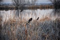 Red winged blackbird Agelaius phoeniceus close up in the wild in Colorado is a passerine bird of the family Icteridae found in m