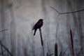 Red winged blackbird Agelaius phoeniceus close up in the wild in Colorado is a passerine bird of the family Icteridae found in m